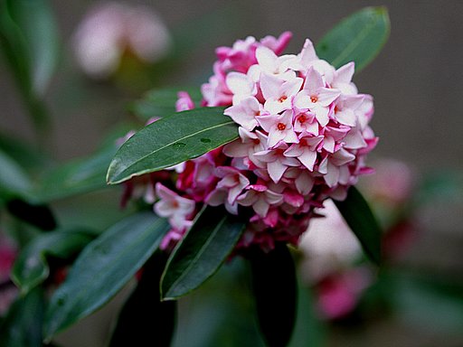 沈丁花
