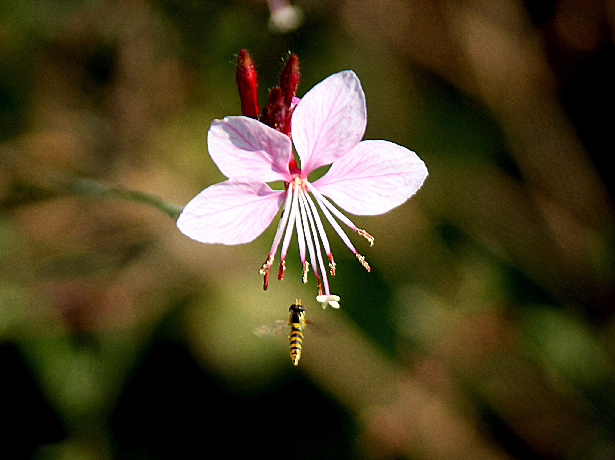 Tamron  LD  28-300mm-F3.5-6.3 Macro