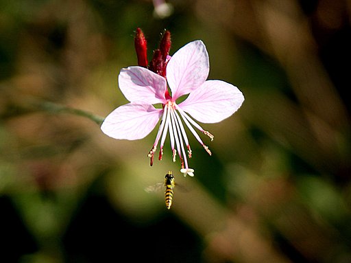 Tamron  LD  28-300mm-F3.5-6.3 Macro
