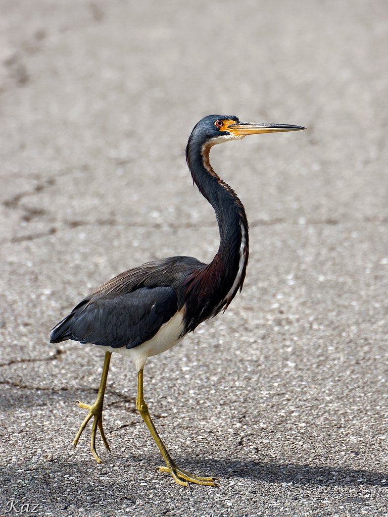 Tricolored Heron 3