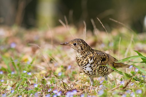 トラツグミ