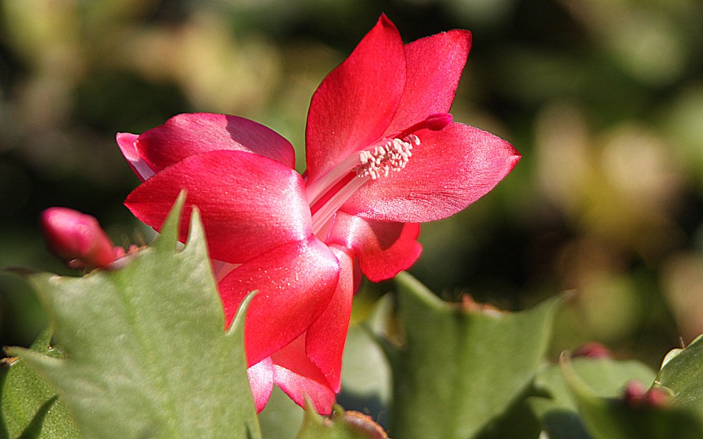 魅惑の花　トーアカルメン