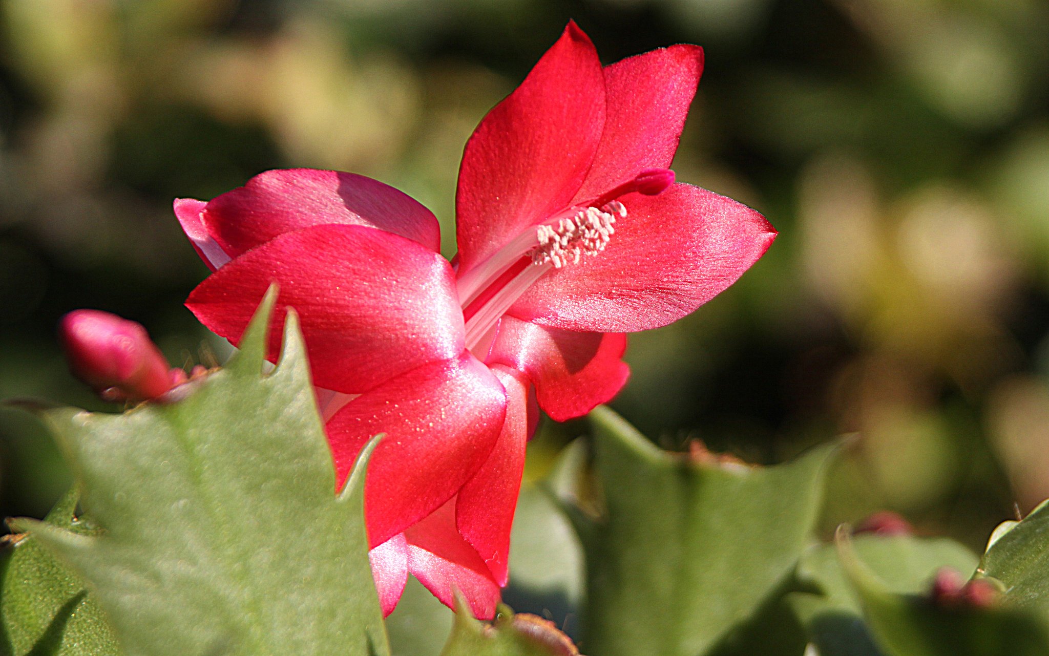 魅惑の花　トーアカルメン