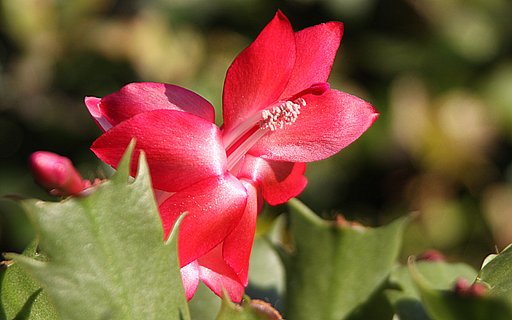 魅惑の花　トーアカルメン