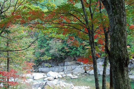 赤沢自然休養林
