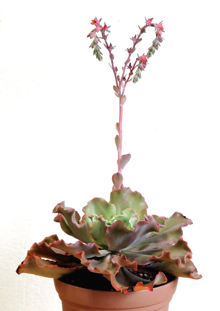 多肉植物