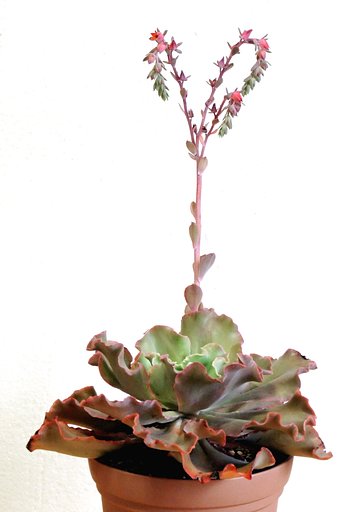 多肉植物