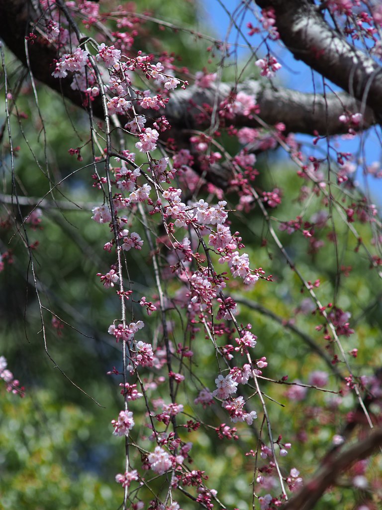 神社の枝垂れ