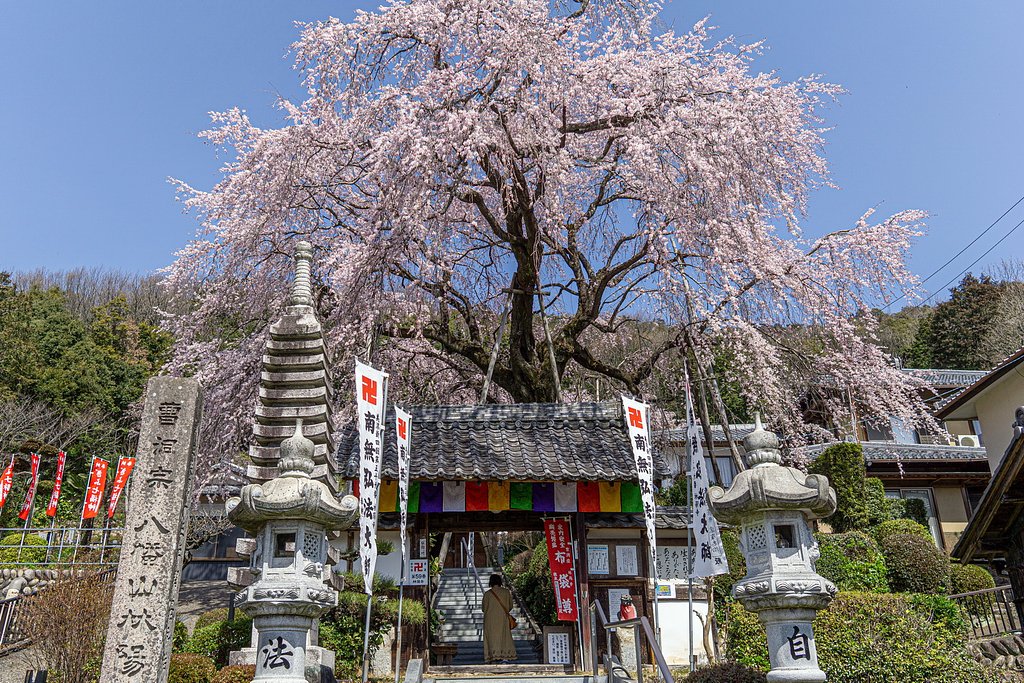 【好きなもの　桜2020】林陽寺