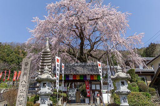 【好きなもの　桜2020】林陽寺