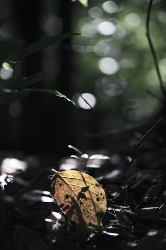 🍂