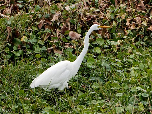 Great Egret