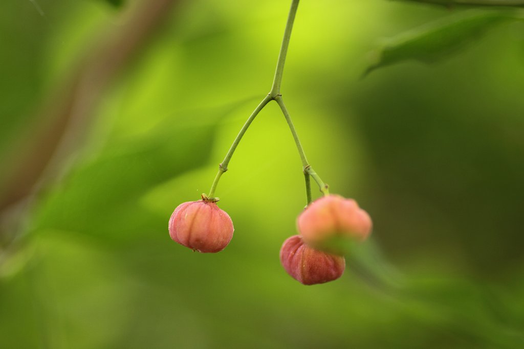 Tamron 90mm f2.8 macro 172E