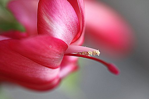 【小さい】花の蕊