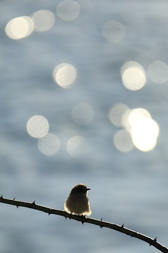 野鳥をポートレート的に撮る・ノビタキ