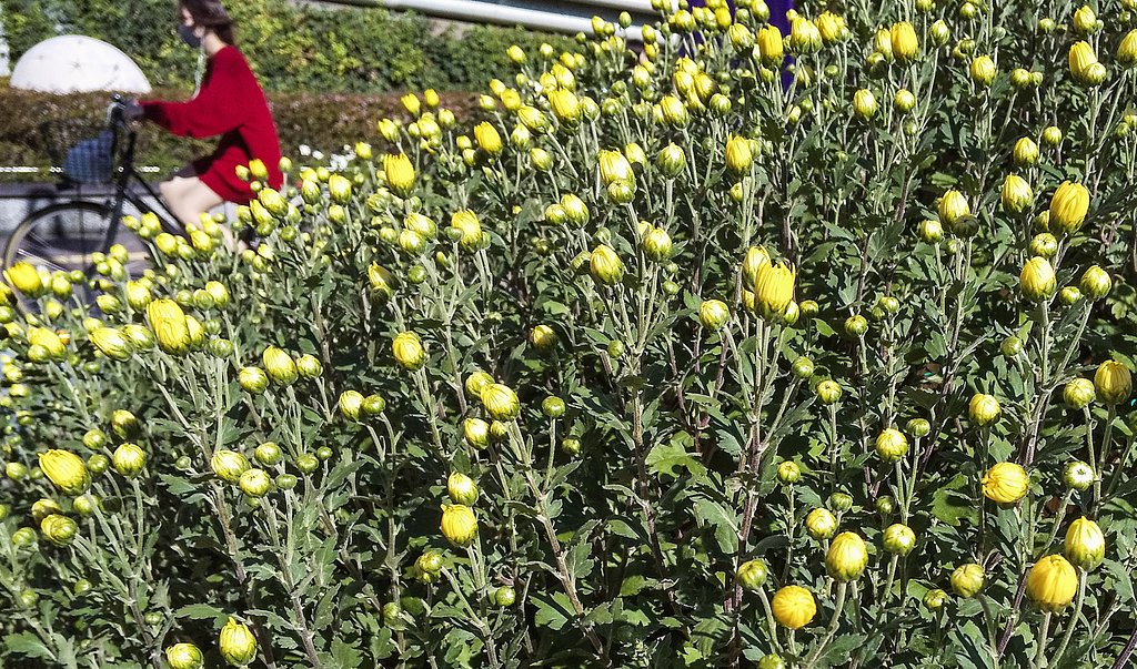 【小さい】小菊懸崖