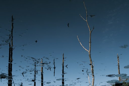 朽木
