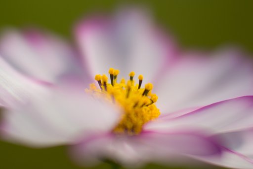 85mm F1.4 G Limited