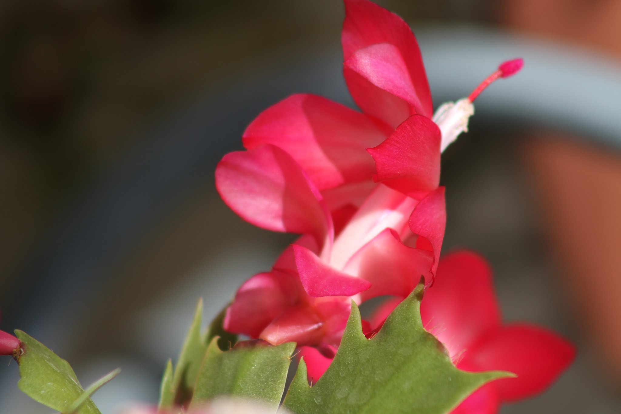 Canon EF75-300mm F4-5.6 Ⅲ　ＵＳＭ