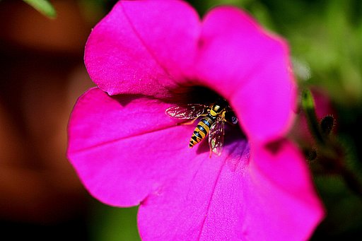 【小さい】花に潜るアブ