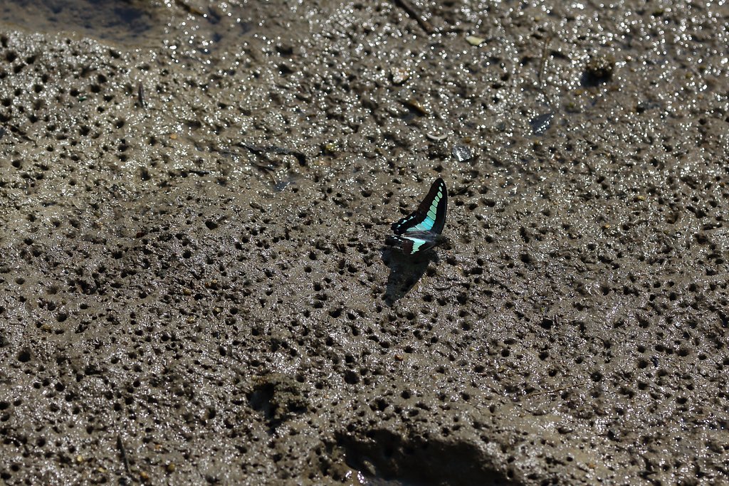 アオスジアゲハの吸水