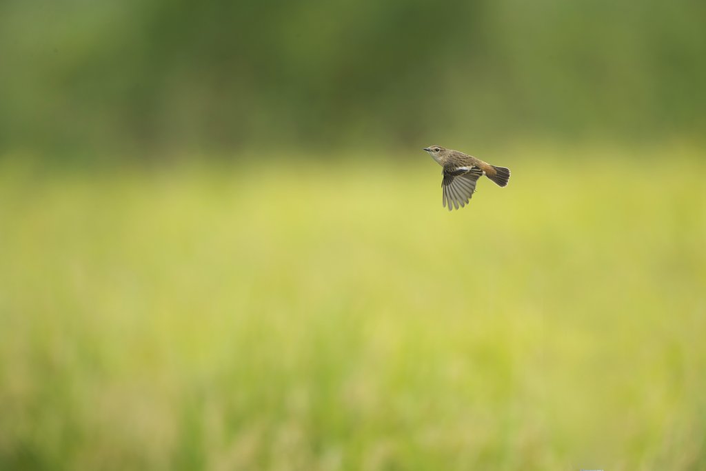 ノビタキ♀