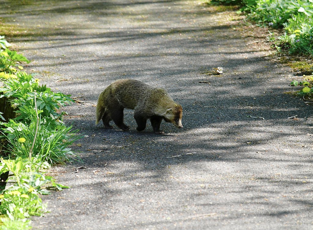 Olympus D 50-200mm SWD