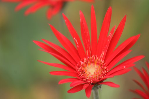 Tamron100-300mmF5-6.3  TELE-MACRO