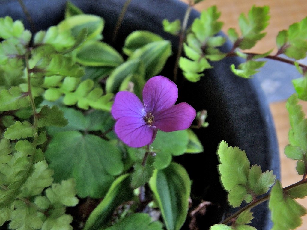 小さい花