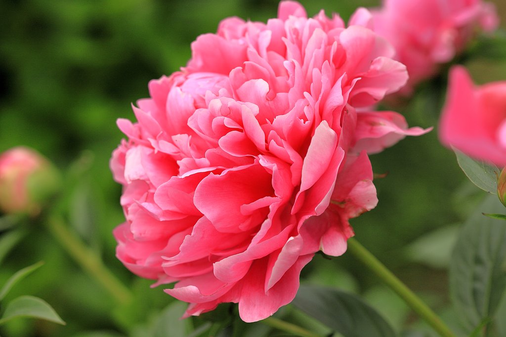 芍薬