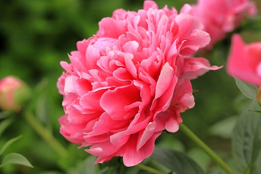 芍薬