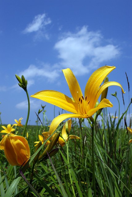 去年の日光黄菅