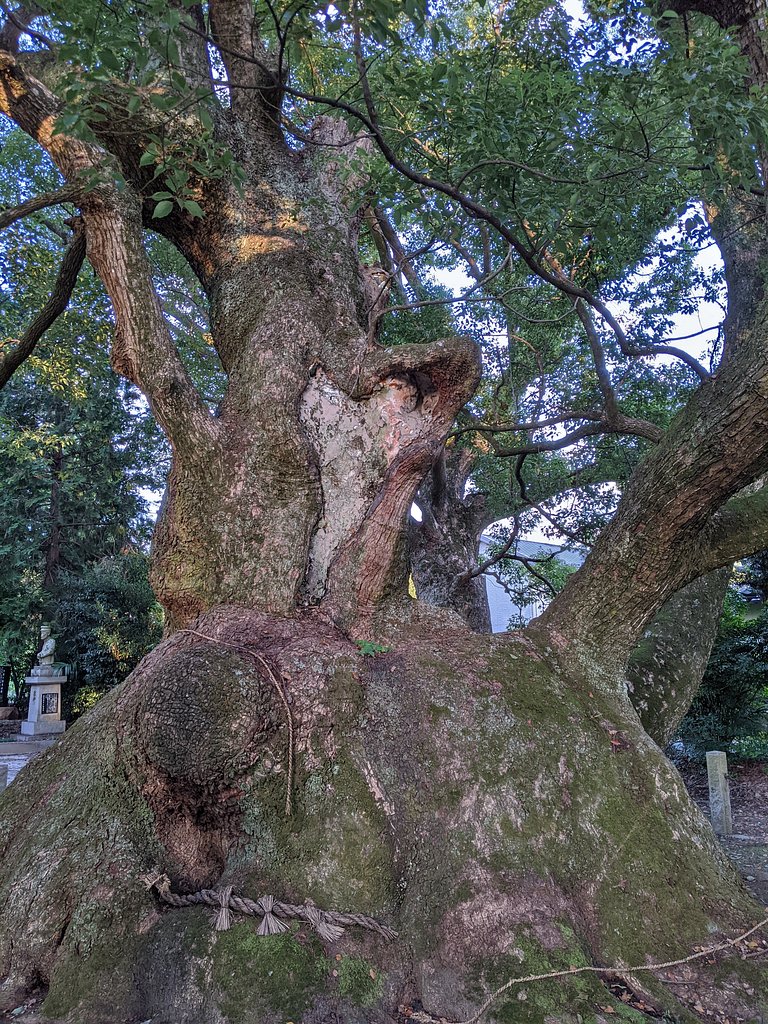 八柱神社の大クス２