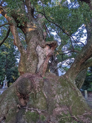 八柱神社の大クス２