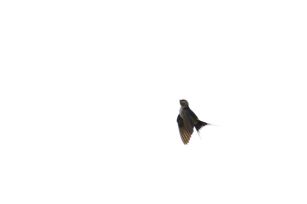 渡り鳥・去る者