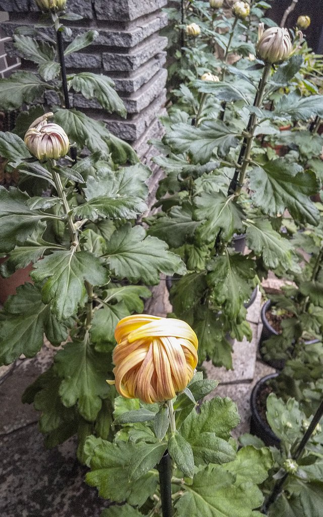 今朝の大輪菊