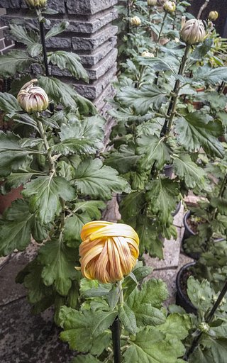 今朝の大輪菊