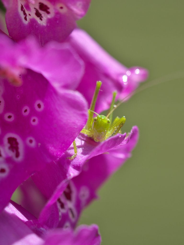 花と虫９