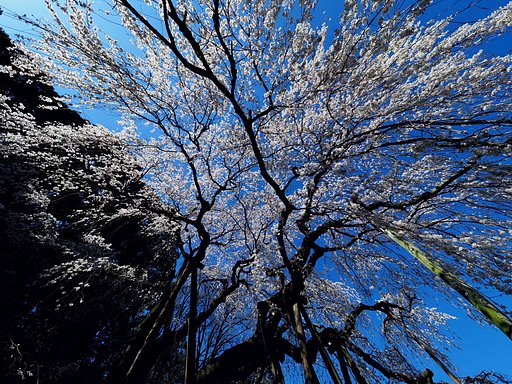 地元の枝垂れ桜