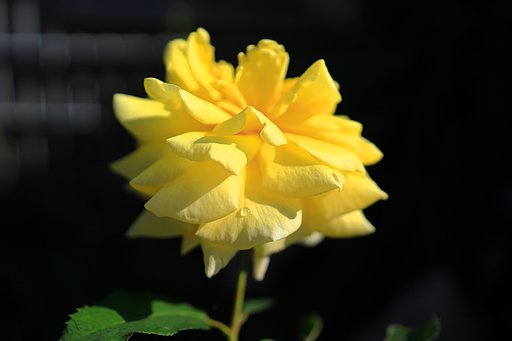 薔薇