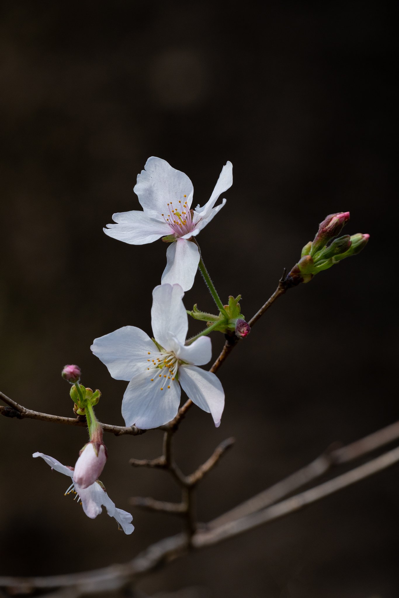山桜２