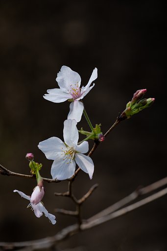 山桜２
