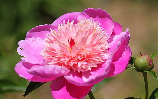 芍薬　面影　３