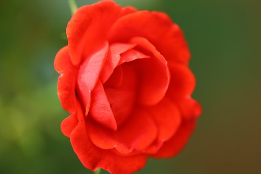自宅でPhoto