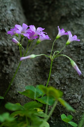 ムラサキカタバミ