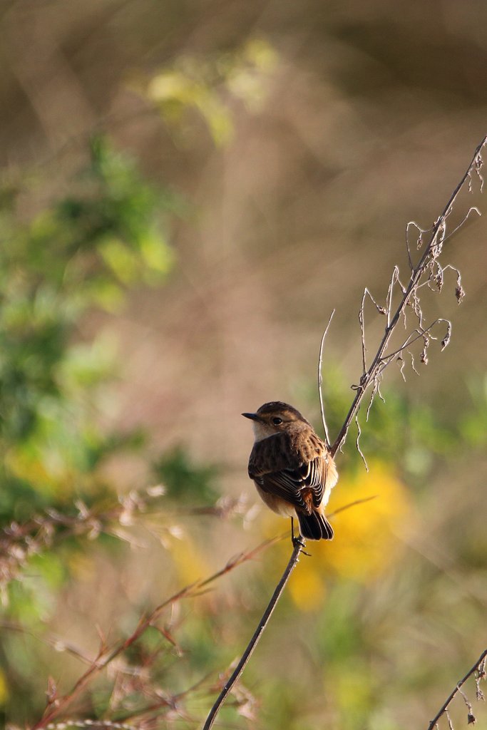 野鳥をポートレート的に撮る・ノビタキ一人旅