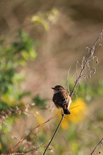 野鳥をポートレート的に撮る・ノビタキ一人旅