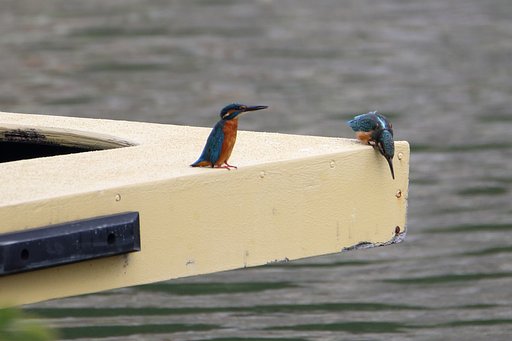 カワセミたちの冷戦
