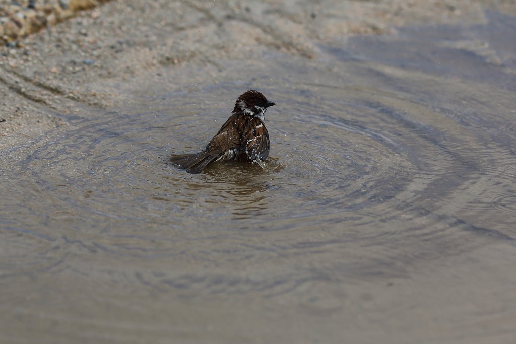 雀の行水