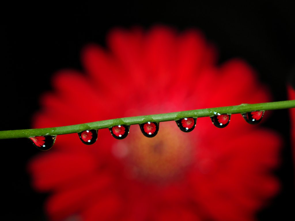 花滴